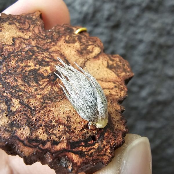 墨西哥SP.(品項優)/Tillandsia species(Mexico) 