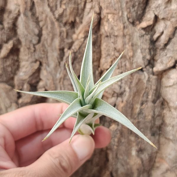 阿比達/Tillandsia Albida 