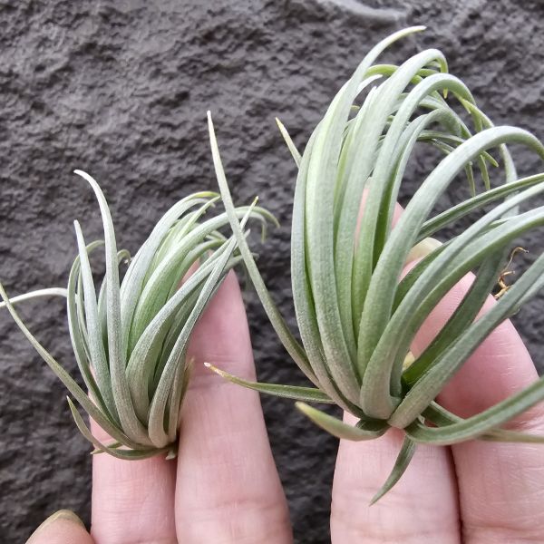 Tillandsia tenuifolia var. saxicola(S尺寸不挑株)紫水晶變異型態較小型個體，與T.tenuifolia Bronze Tip很相似，以來源名稱為主，T.tenuifolia的個體也相當多變，實際上有無個體差異也不好判別，此品未曾見開花過！側上木會呈勾勾的型態相當漂亮！ 