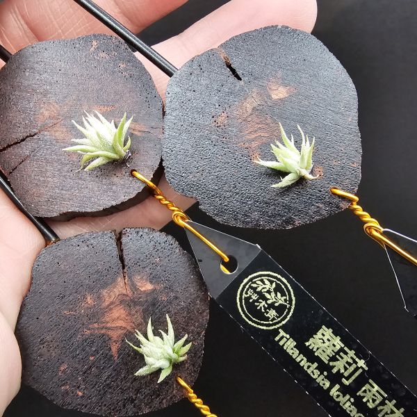雨林蘿莉(S尺寸不挑株長大都一樣美)/Tillandsia loliacea(RFI)~重油耐用"降真木"板材！ 
