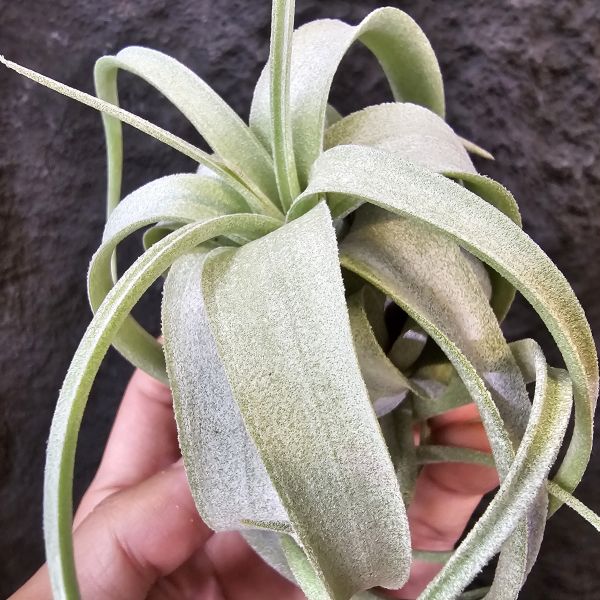 香檳×電捲-早期(尺寸不小)/Tillandsia chiapensis × streptophylla~相當銀白毛的質感 