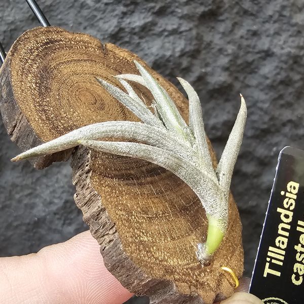 卡斯塔拉米(成株尺寸)/Tillandsia castellanii(Argentina)~阿根廷原生種，黃色瓣狀花，圖四可參考叢生型態 