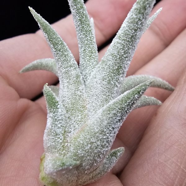 露西×小精靈(泰)/Tillandsia Lucille × ionantha~較少流通的泰國個體，圖五為成株參照。 