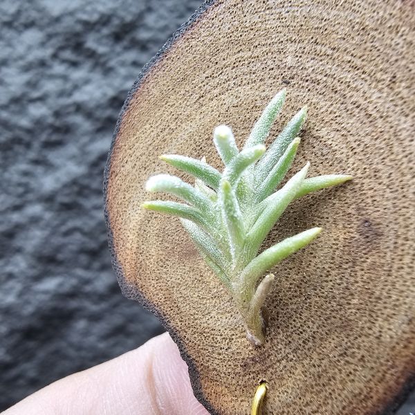 Tillandsia capillaris捲葉(Argentina) 