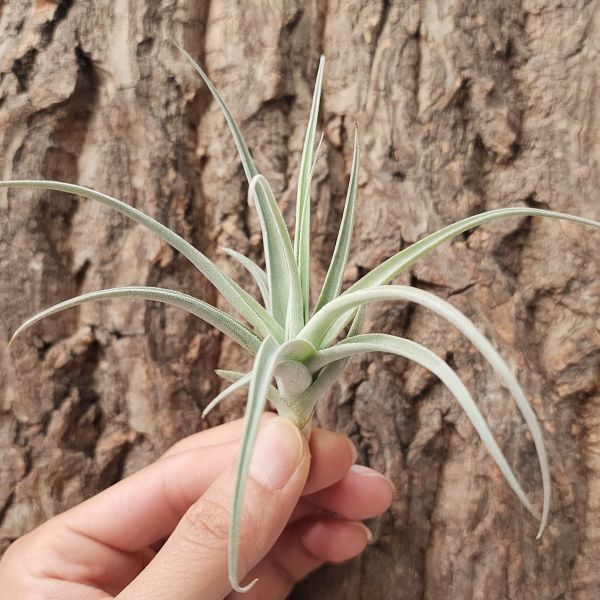 樹猴小表弟/Tillandsia Streptocarpa Mini × 