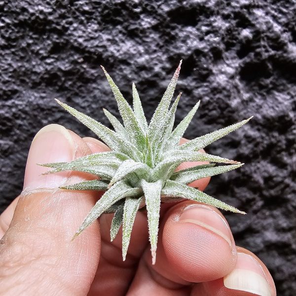 小精靈No.9477/Tillandsia ionantha No.9477 