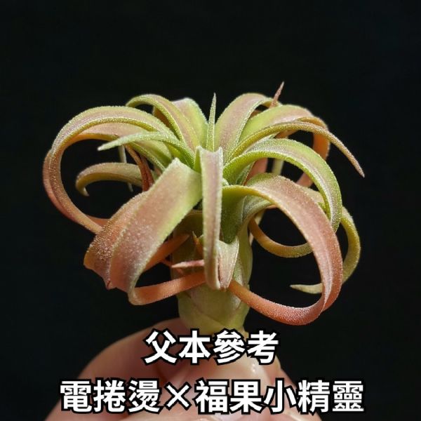 xip(RFI)×'Amazing'/Tillandsia xiphioides(RFI) × 'Amazing'~父本為“電捲燙×福果小精靈”圖四可參考~ 
