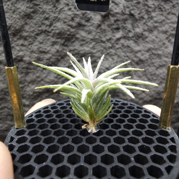 初戀 × 迷你電捲/Tillandsia arequitae × diguetii 