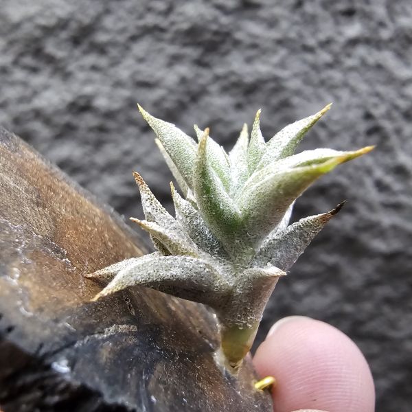 安古(成株)/Tillandsia angulosa(Argentina) 