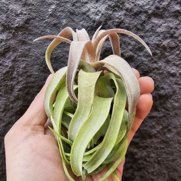 電捲燙-顯紅很美/Tillandsia Streptophylla 