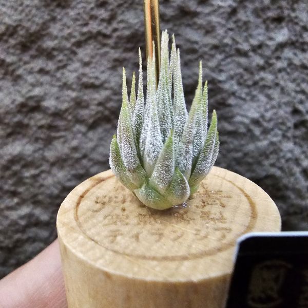花生米小精靈(選)/Tillandsia ionantha peanut 