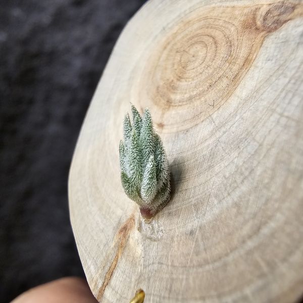 銀冰×Areq/Tillandsia chiletensis × arequitae 