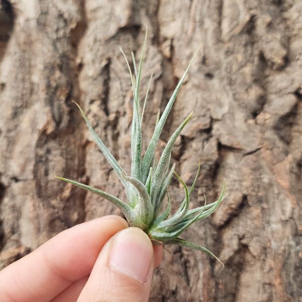 河豚-小/Tillandsia Ehlersiana 