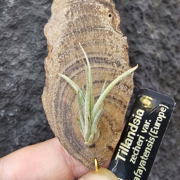 Tillandsia zecheri var. cafayatensis(Europe) 