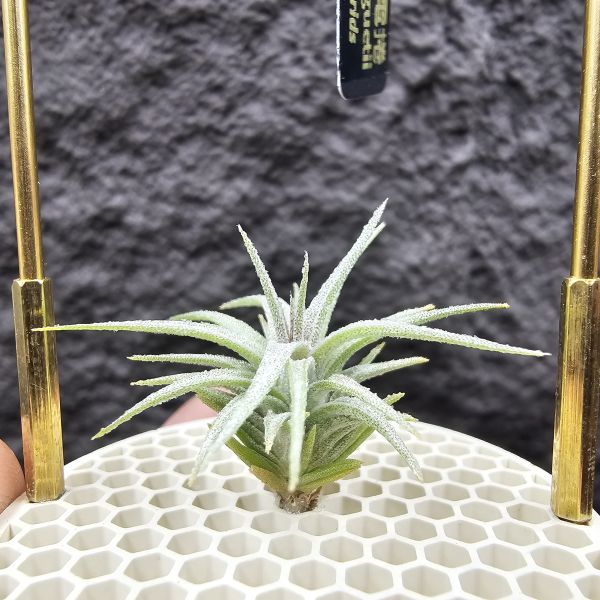 初戀 × 迷你電捲/Tillandsia arequitae × diguetii 
