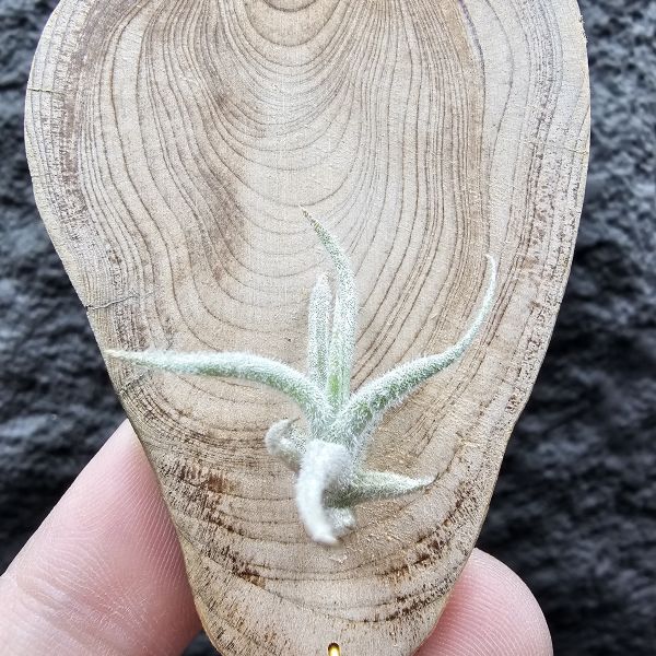 Tillandsia balsasensis(Europe)歐洲正確的巴爾薩斯，少見流通。 