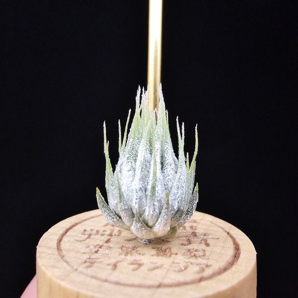 德K榛果/Tillandsia ionantha haselnuss(KK) 