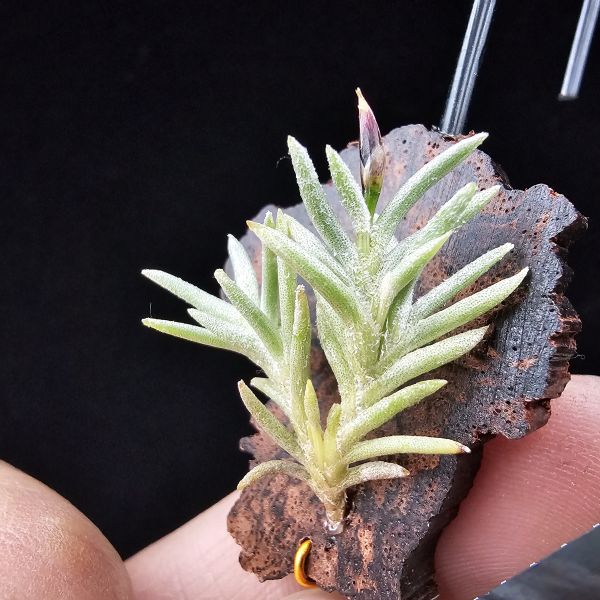 阿根廷卡畢/Tillandsia capillaris(Argentina)~早期由阿根廷進口的小型卡畢，已人工栽培多年的形態，圖五母叢參照！ 