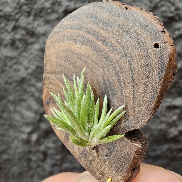 日本第一(小型)/Tillandsia neglecta 