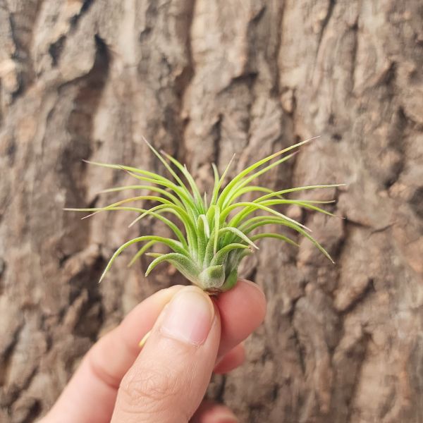 小精靈/Tillandsia Ionantha 