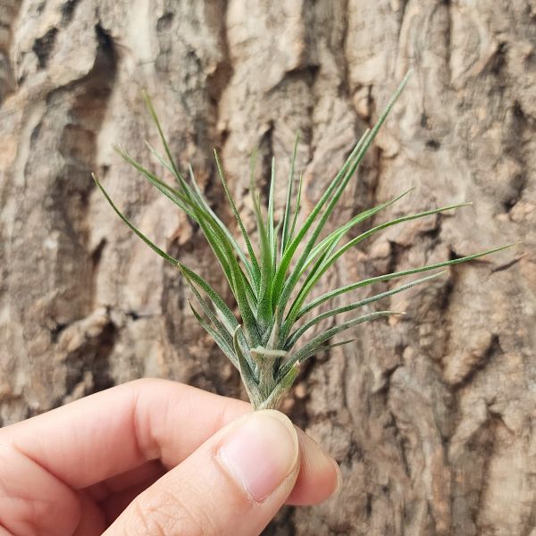 瑪丹娜-紫色/Tillandsia Montana Purple Form 