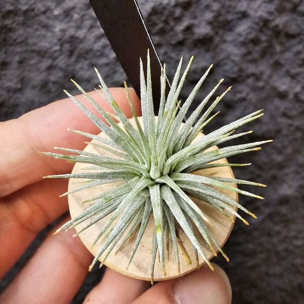 紅花海膽/Tillandsia Argentea 