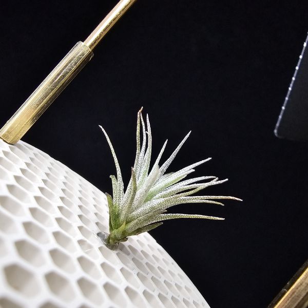 熱帶K燒×薄變小型(Joli)/Tillandsia kautskyi(Tropiflora) × gardneri v. rupicola(TI) 