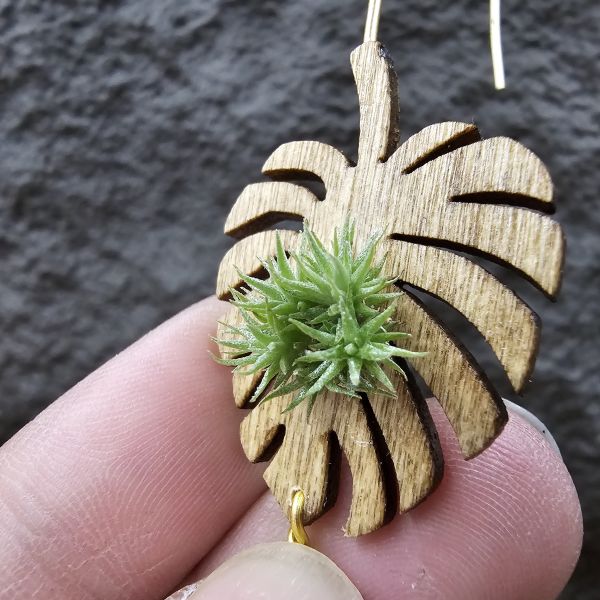 草皮鳳(實生叢)/Tillandsia tricholepis seedling 