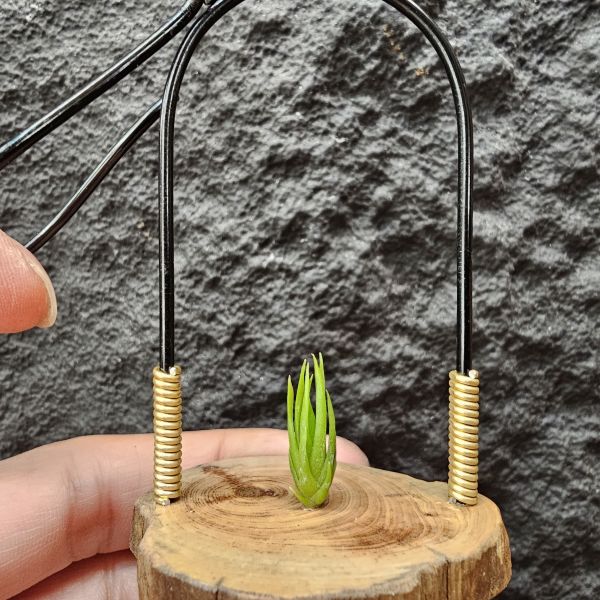 螺絲/Tillandsia Subulifera 