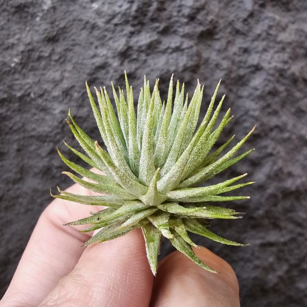 Gu Gu/Tillandsia ionantha gugu 