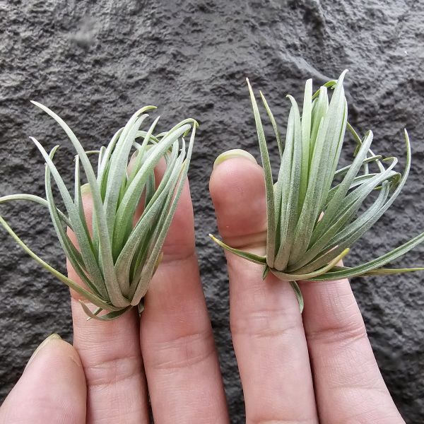 Tillandsia tenuifolia var. saxicola(S尺寸不挑株)紫水晶變異型態較小型個體，與T.tenuifolia Bronze Tip很相似，以來源名稱為主，T.tenuifolia的個體也相當多變，實際上有無個體差異也不好判別，此品未曾見開花過！側上木會呈勾勾的型態相當漂亮！ 