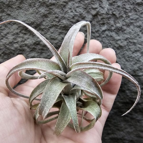 (滷肉×電捲)×BC/Tillandsia (novakii × streptophylla) × Bea Correale 