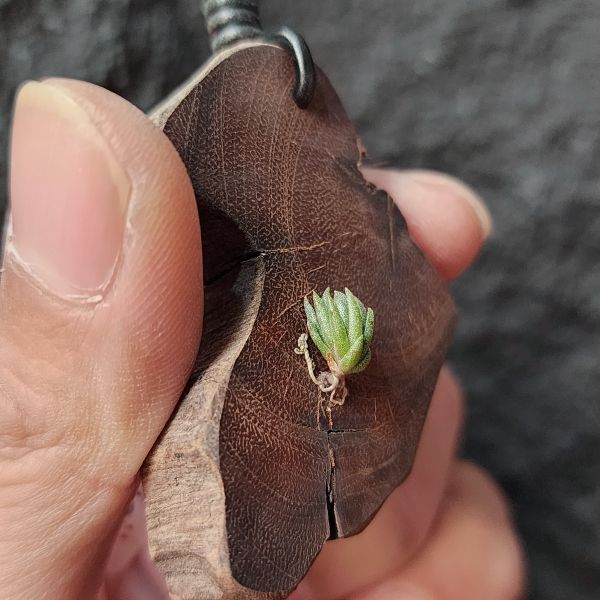 樂透×Erici/Tillandsia lotteae × erici 