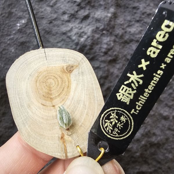 銀冰×Areq/Tillandsia chiletensis × arequitae 