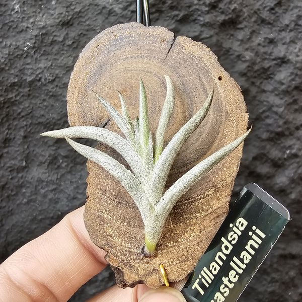 卡斯塔拉米(成株尺寸)/Tillandsia castellanii(Argentina)~阿根廷原生種，黃色瓣狀花，圖四可參考叢生型態 