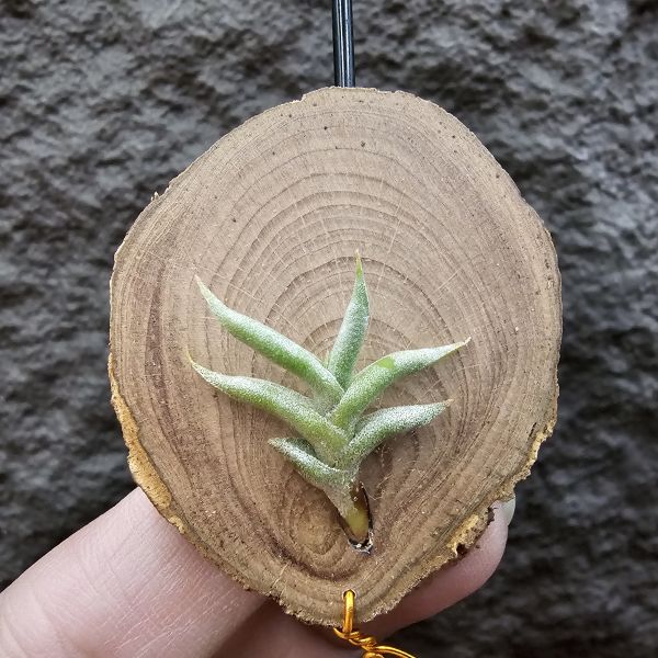 赫塔minor台產芽/Tillandsia Hirta minor 