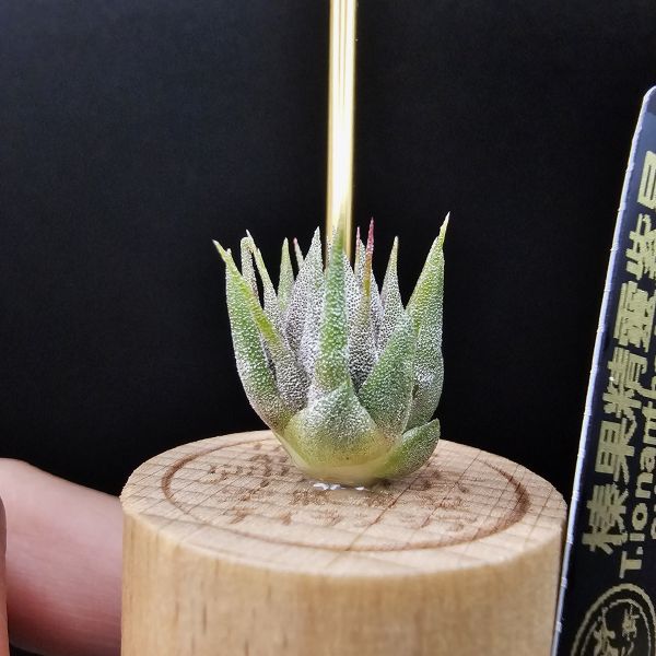 榛果精靈紫星(新品)/Tillandsia ionantha Hazelnut Stiff Purple Star~特殊個體，光照穩定或溫差，植株會帶有暗紫色，肉眼看較明顯、硬葉質感、新葉由短形態，隨著植株成長而生長！圖四參考較大植株！ 