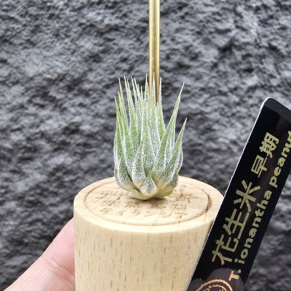 花生米小精靈(早期)/Tillandsia ionantha peanut 