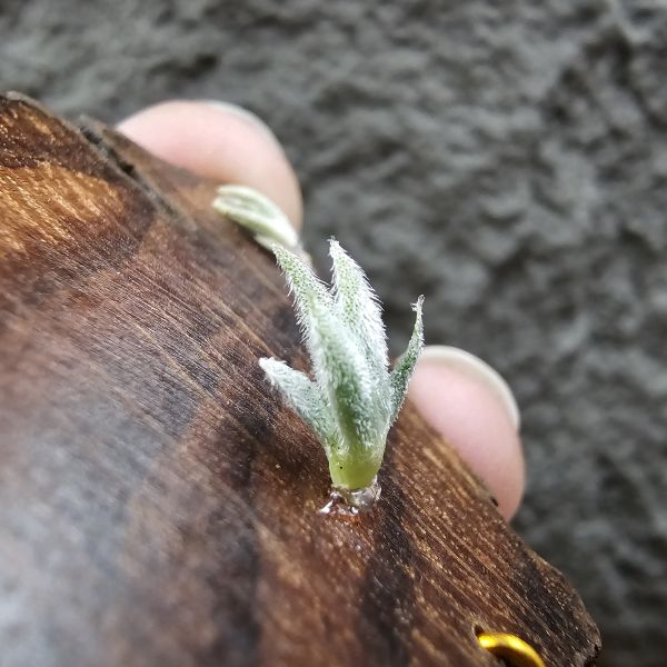 毛腸(小型)Tillandsia Santiagoensis~較一般毛腸小型的個體，圖五可參考母株。 
