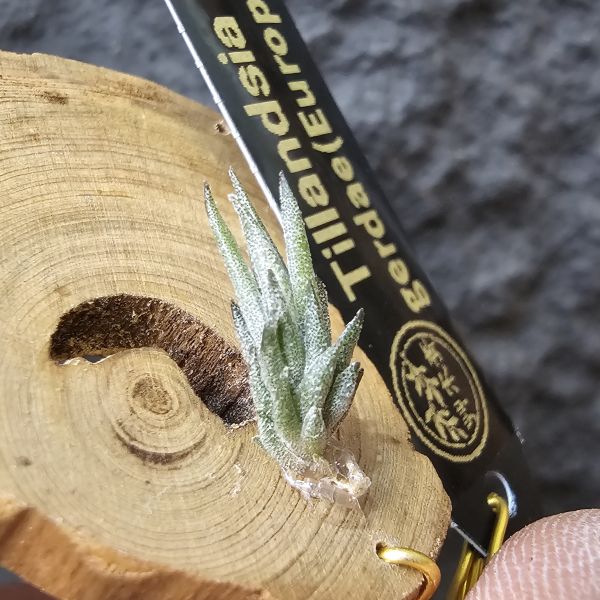 gerdae~玻利維亞小型特有種(紫色瓣狀花)/Tillandsia gerdae 