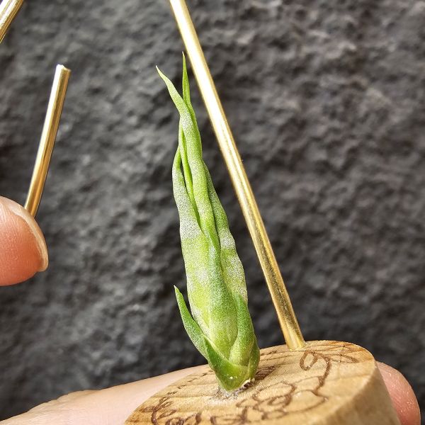 螺絲(實生)/Tillandsia Subulifera seedling~建議養在散射光明亮處避免直曬 