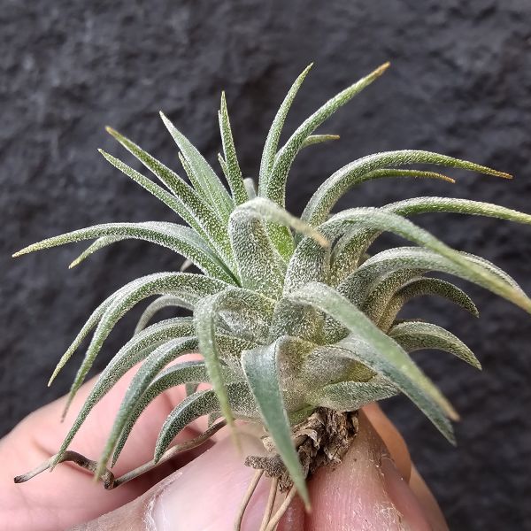 松果小精靈/Tillandsia Ionantha Pinecone 