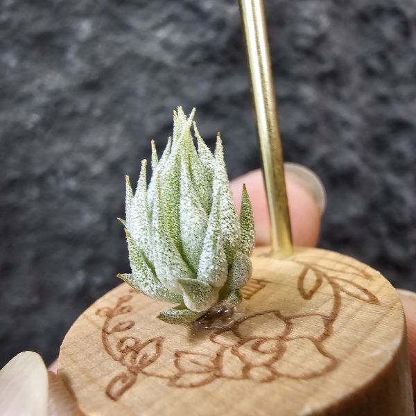 歐洲榛果/Tillandsia ionantha Hazelnut (Europe) 