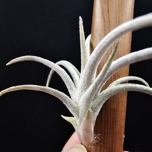 亞伯緹娜×赤兔(鮮豔紅花小型交種)/Tillandsia albertiana × edithae(Europe)~圖四成株開花參照~ 