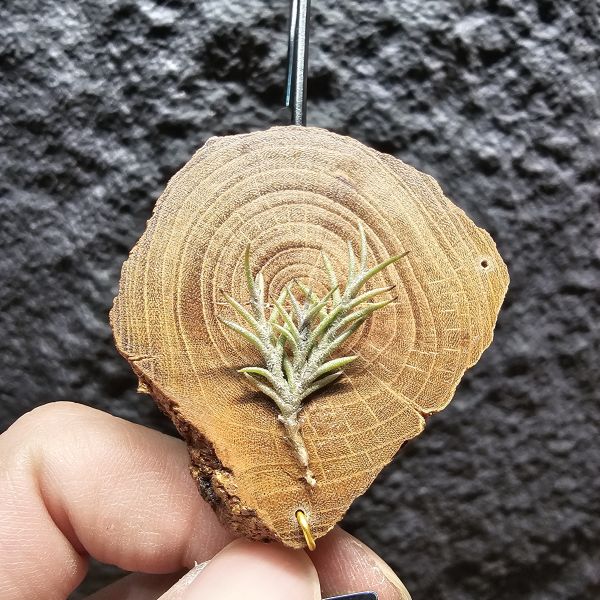 卡畢拉瑞斯-小型/Tillandsia capillaris~一款型態感覺上整齊對生、會生長較長型的卡畢、多叢生可參考圖三 