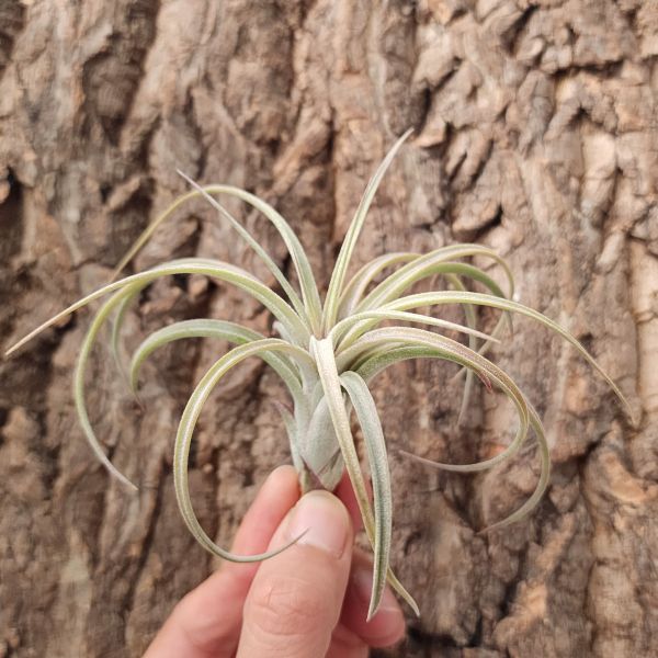 歡樂跳耀(RFI)/Tillandsia Jumping for Joy 