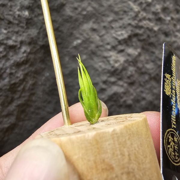 螺絲(實生)不挑株！/Tillandsia Subulifera seedling~建議養在散射光明亮處避免直曬 