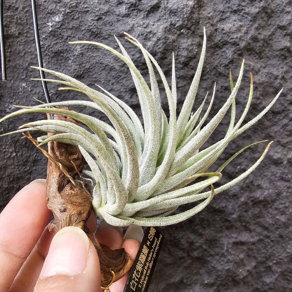 白花紫羅蘭×S燒/T. Hybrid Bob Holm's Jewel(aeranthos var.alba x sprengeliana) 