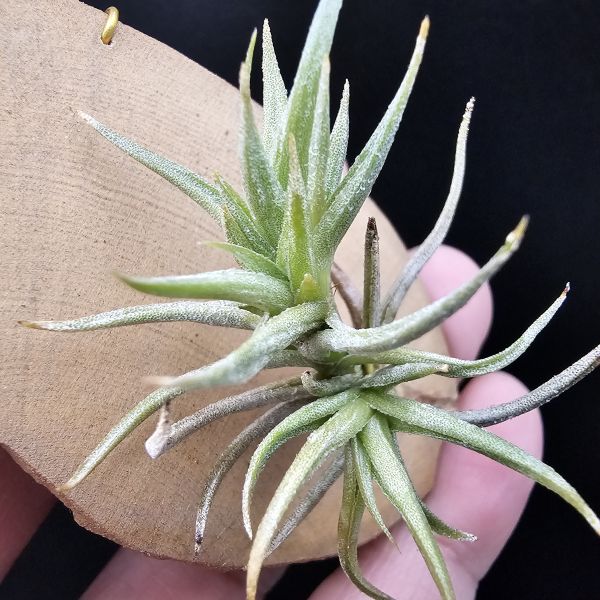 方洞(棕色花)/Tillandsia rectangula(Argentina)阿根廷、玻利維亞原生種！ 