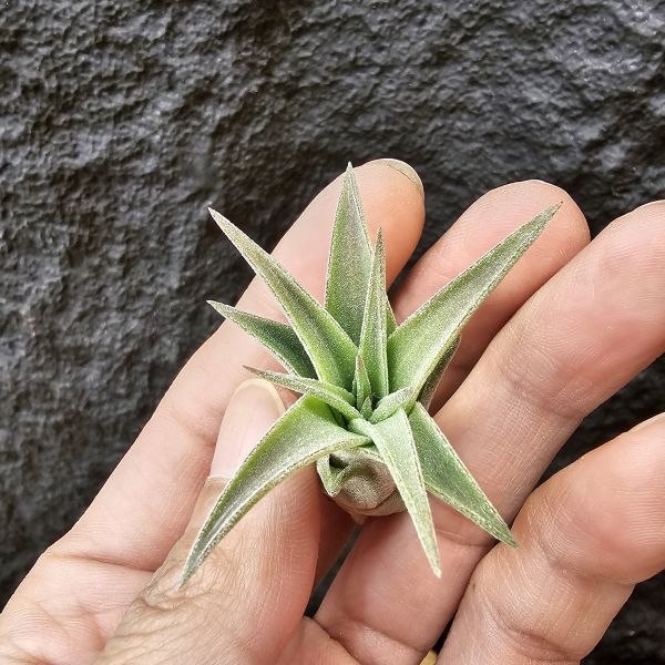 綠精靈×芬蘭紐麗娜-胖胖芽/Tillandsia ionantha green × variabilis 